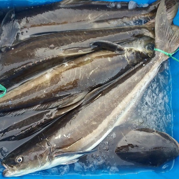 (HỘ KINH DOANH) NGUYỄN MAI TRINH
