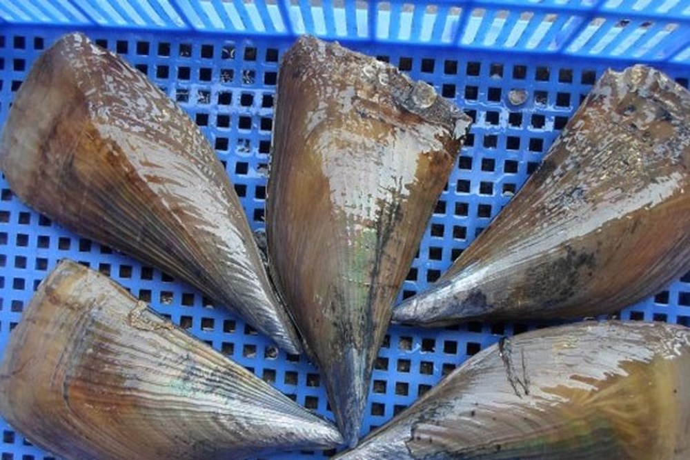 (HỘ KINH DOANH) NGUYỄN MAI TRINH