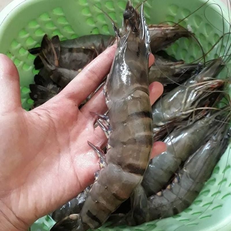 (HỘ KINH DOANH) NGUYỄN MAI TRINH