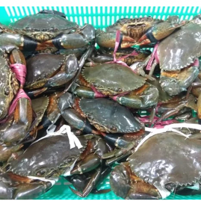 Cua Thịt Cà Mau (Kg)