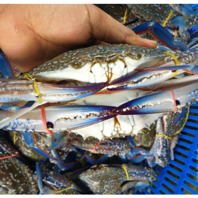 Cua Ghẹ Tươi Sống 2