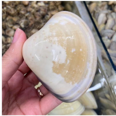 Sò - Thức Ăn Dinh Dưỡng Thiết Yếu 6