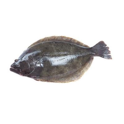 Cá bơn Hàn Quốc sống